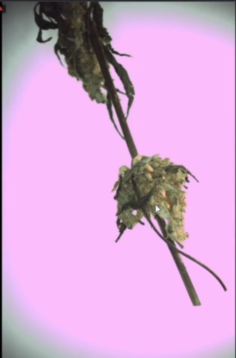 Backlit end-effector camera view: a cannabis bud on the stem, seen by the Ai Bucker's vision system